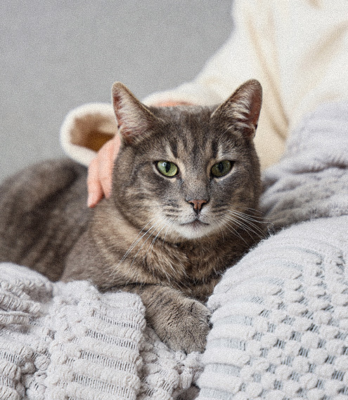 riesgos toxoplasmosis humanos